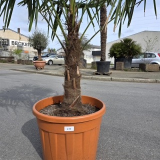 Hanfpalme "Trachycarpus Fortunei" (Nr.20) 60cm...