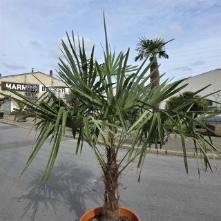Hanfpalme "Trachycarpus Fortunei" (Nr.20) 60cm Stammhöhe - 200cm hoch