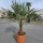 Hanfpalme "Trachycarpus Fortunei" (Nr.20) 60cm Stammhöhe - 200cm hoch