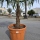 Hanfpalme "Trachycarpus Fortunei" (Nr.20) 60cm Stammhöhe - 200cm hoch