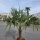 Hanfpalme "Trachycarpus Fortunei" (Nr.20) 60cm Stammhöhe - 200cm hoch