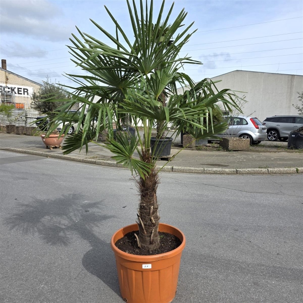 Hanfpalme "Trachycarpus Fortunei" (Nr.21) 70cm Stammhöhe - 200cm hoch