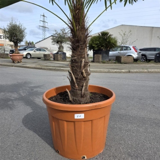 Hanfpalme "Trachycarpus Fortunei" (Nr.21) 70cm...