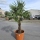 Hanfpalme "Trachycarpus Fortunei" (Nr.21) 70cm Stammhöhe - 200cm hoch