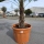 Hanfpalme "Trachycarpus Fortunei" (Nr.21) 70cm Stammhöhe - 200cm hoch