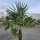 Hanfpalme "Trachycarpus Fortunei" (Nr.21) 70cm Stammhöhe - 200cm hoch