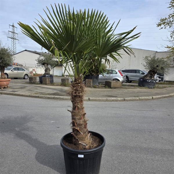 Hanfpalme "Trachycarpus Fortunei" (Nr.22) 80cm Stammhöhe - 200cm hoch