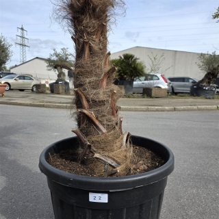 Hanfpalme "Trachycarpus Fortunei" (Nr.22) 80cm...