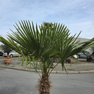Hanfpalme "Trachycarpus Fortunei" (Nr.22) 80cm Stammhöhe - 200cm hoch