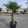 Hanfpalme "Trachycarpus Fortunei" (Nr.22) 80cm Stammhöhe - 200cm hoch
