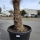 Hanfpalme "Trachycarpus Fortunei" (Nr.22) 80cm Stammhöhe - 200cm hoch
