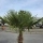 Hanfpalme "Trachycarpus Fortunei" (Nr.22) 80cm Stammhöhe - 200cm hoch