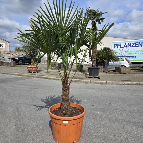 Hanfpalme "Trachycarpus Fortunei" (Nr.23) 50cm Stammhöhe - 200cm hoch