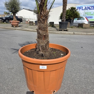 Hanfpalme "Trachycarpus Fortunei" (Nr.23) 50cm...