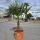 Hanfpalme "Trachycarpus Fortunei" (Nr.23) 50cm Stammhöhe - 200cm hoch