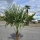 Hanfpalme "Trachycarpus Fortunei" (Nr.23) 50cm Stammhöhe - 200cm hoch