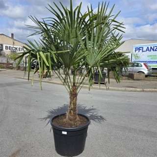 Hanfpalme "Trachycarpus Fortunei" (Nr.24) 50cm...