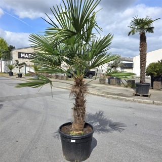 Hanfpalme "Trachycarpus Fortunei" (Nr.25) 80cm...