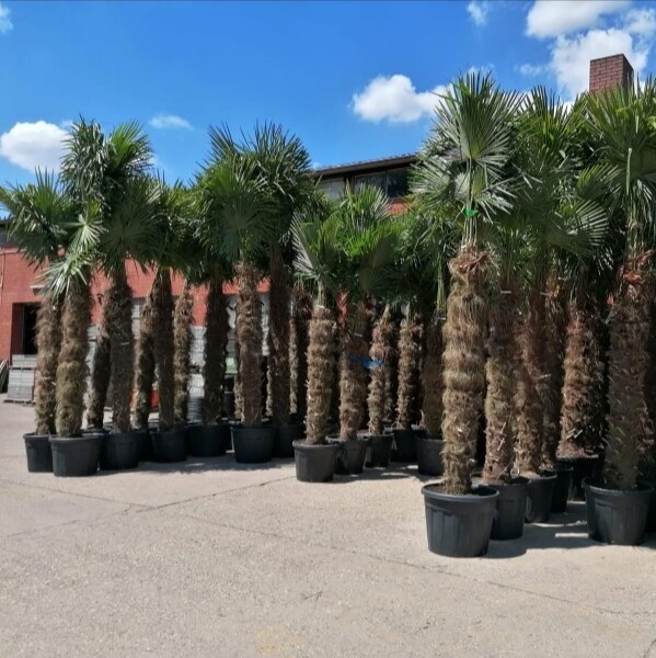 Chinesische Hanfpalme "Trachycarpus Fortunei"