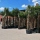 Chinesische Hanfpalme "Trachycarpus Fortunei"