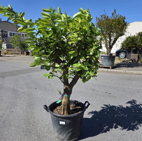 Limettenbaum "Citrus latifolia" (Nr.11) 34cm Stammumfang