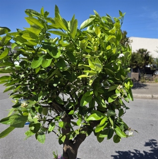 Limettenbaum "Citrus latifolia" (Nr.11) 34cm...