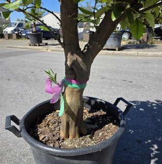 Limettenbaum "Citrus latifolia" (Nr.11) 34cm Stammumfang