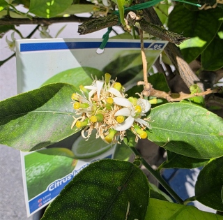 Limettenbaum "Citrus latifolia" (Nr.11) 34cm Stammumfang