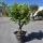 Limettenbaum "Citrus latifolia" (Nr.11) 34cm Stammumfang