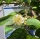 Limettenbaum "Citrus latifolia" (Nr.11) 34cm Stammumfang