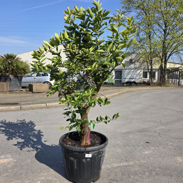 Limettenbaum "Citrus latifolia" (Nr.9) 35cm Stammumfang