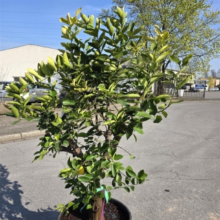 Limettenbaum "Citrus latifolia" (Nr.9) 35cm Stammumfang