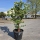 Limettenbaum "Citrus latifolia" (Nr.9) 35cm Stammumfang