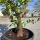Limettenbaum "Citrus latifolia" (Nr.9) 35cm Stammumfang