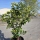 Limettenbaum "Citrus latifolia" (Nr.9) 35cm Stammumfang