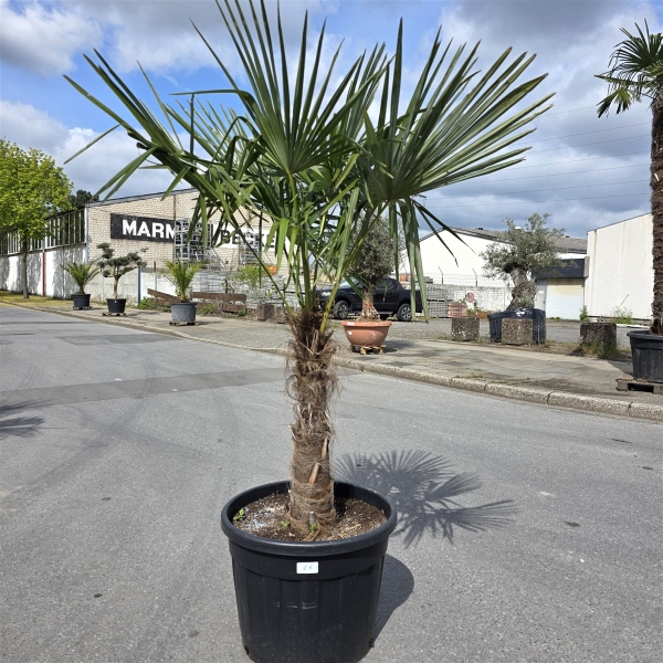 Hanfpalme "Trachycarpus Fortunei" (Nr.26) 70cm Stammhöhe - 200cm hoch