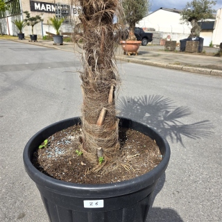 Hanfpalme "Trachycarpus Fortunei" (Nr.26) 70cm...