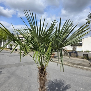 Hanfpalme "Trachycarpus Fortunei" (Nr.26) 70cm Stammhöhe - 200cm hoch
