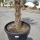 Hanfpalme "Trachycarpus Fortunei" (Nr.26) 70cm Stammhöhe - 200cm hoch