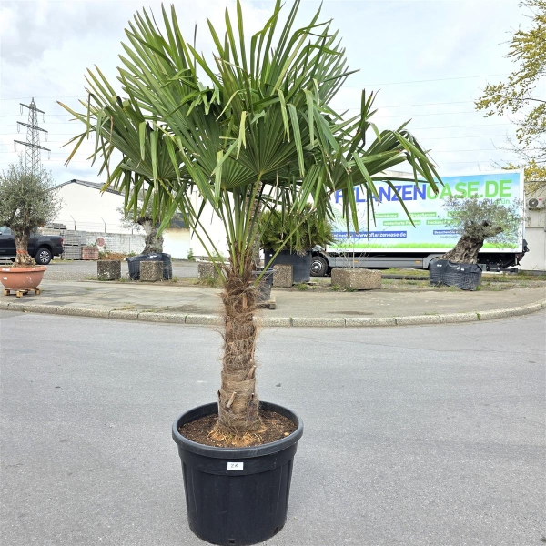 Hanfpalme "Trachycarpus Fortunei" (Nr.28) 70cm Stammhöhe - 220cm hoch