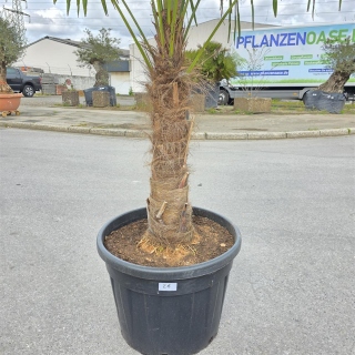 Hanfpalme "Trachycarpus Fortunei" (Nr.28) 70cm...