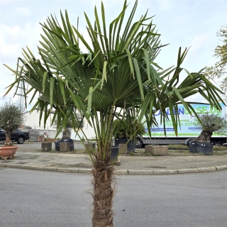 Hanfpalme "Trachycarpus Fortunei" (Nr.28) 70cm Stammhöhe - 220cm hoch