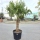 Hanfpalme "Trachycarpus Fortunei" (Nr.28) 70cm Stammhöhe - 220cm hoch