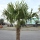 Hanfpalme "Trachycarpus Fortunei" (Nr.28) 70cm Stammhöhe - 220cm hoch