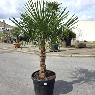 Hanfpalme "Trachycarpus Fortunei" (Nr.29) 60cm...