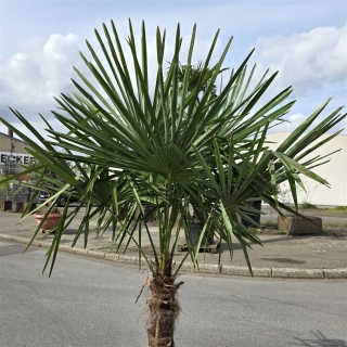 Hanfpalme "Trachycarpus Fortunei" (Nr.29) 60cm Stammhöhe - 200cm hoch