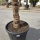 Hanfpalme "Trachycarpus Fortunei" (Nr.29) 60cm Stammhöhe - 200cm hoch