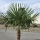 Hanfpalme "Trachycarpus Fortunei" (Nr.29) 60cm Stammhöhe - 200cm hoch