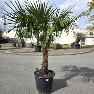 Hanfpalme "Trachycarpus Fortunei" (Nr.31) 60cm Stammhöhe - 200cm hoch