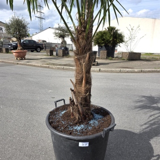 Hanfpalme "Trachycarpus Fortunei" (Nr.31) 60cm Stammhöhe - 200cm hoch